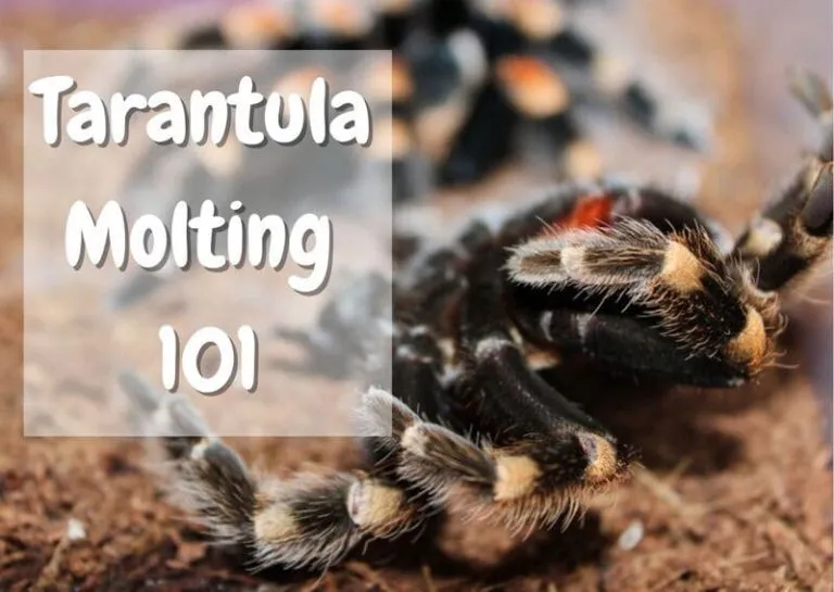 22509 tarantula feeding