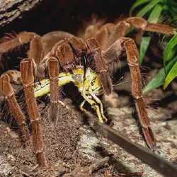 /img/22511-giant-tarantula-conservation.webp