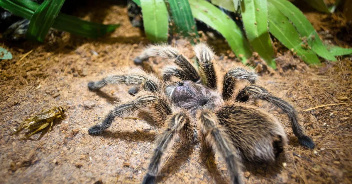 22511 giant tarantula defense