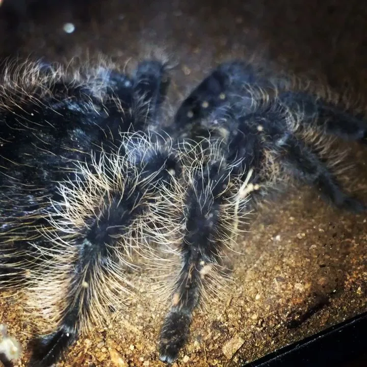 22513 tarantula handling
