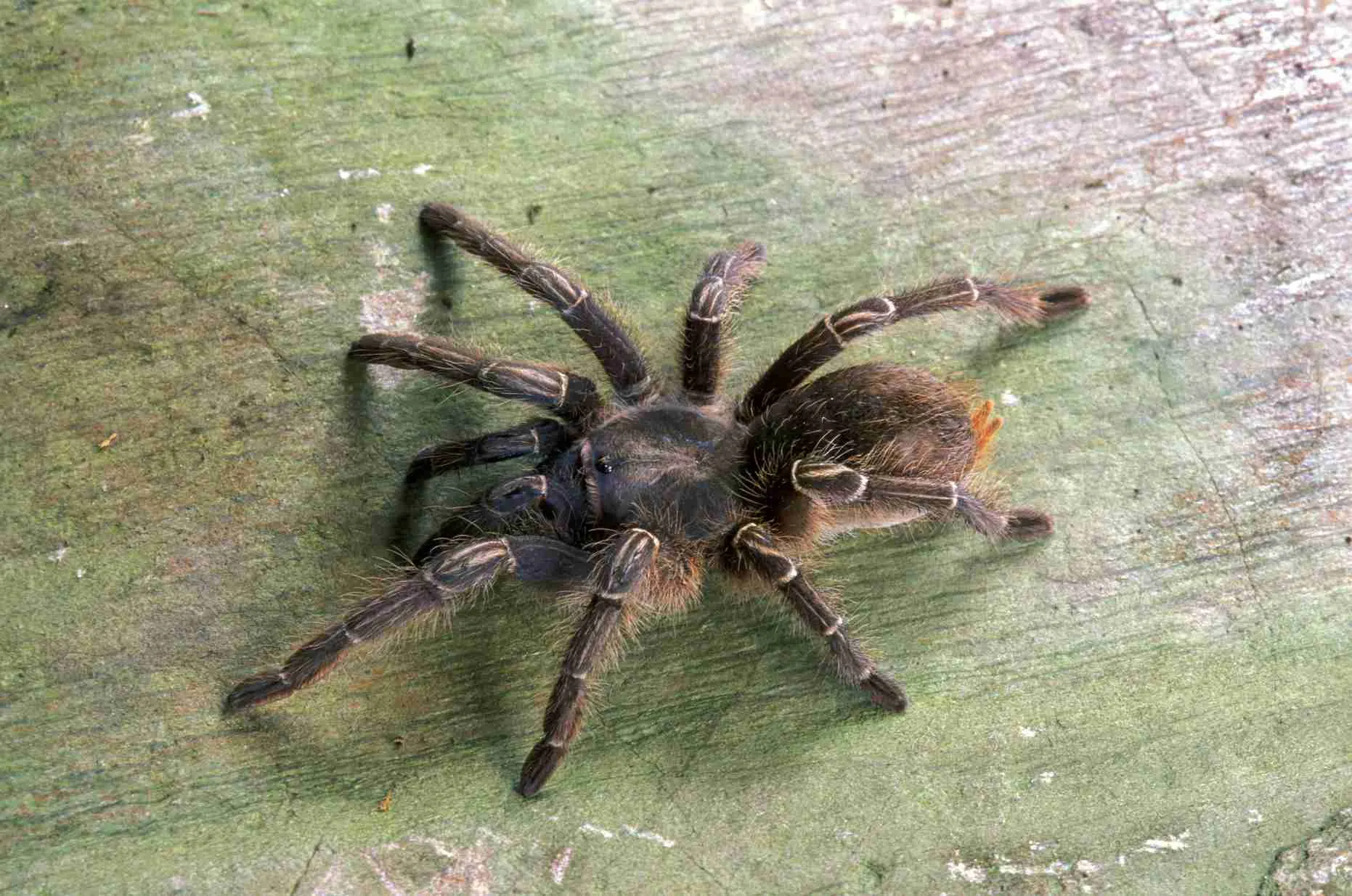 /img/22513-tarantula-myths.webp