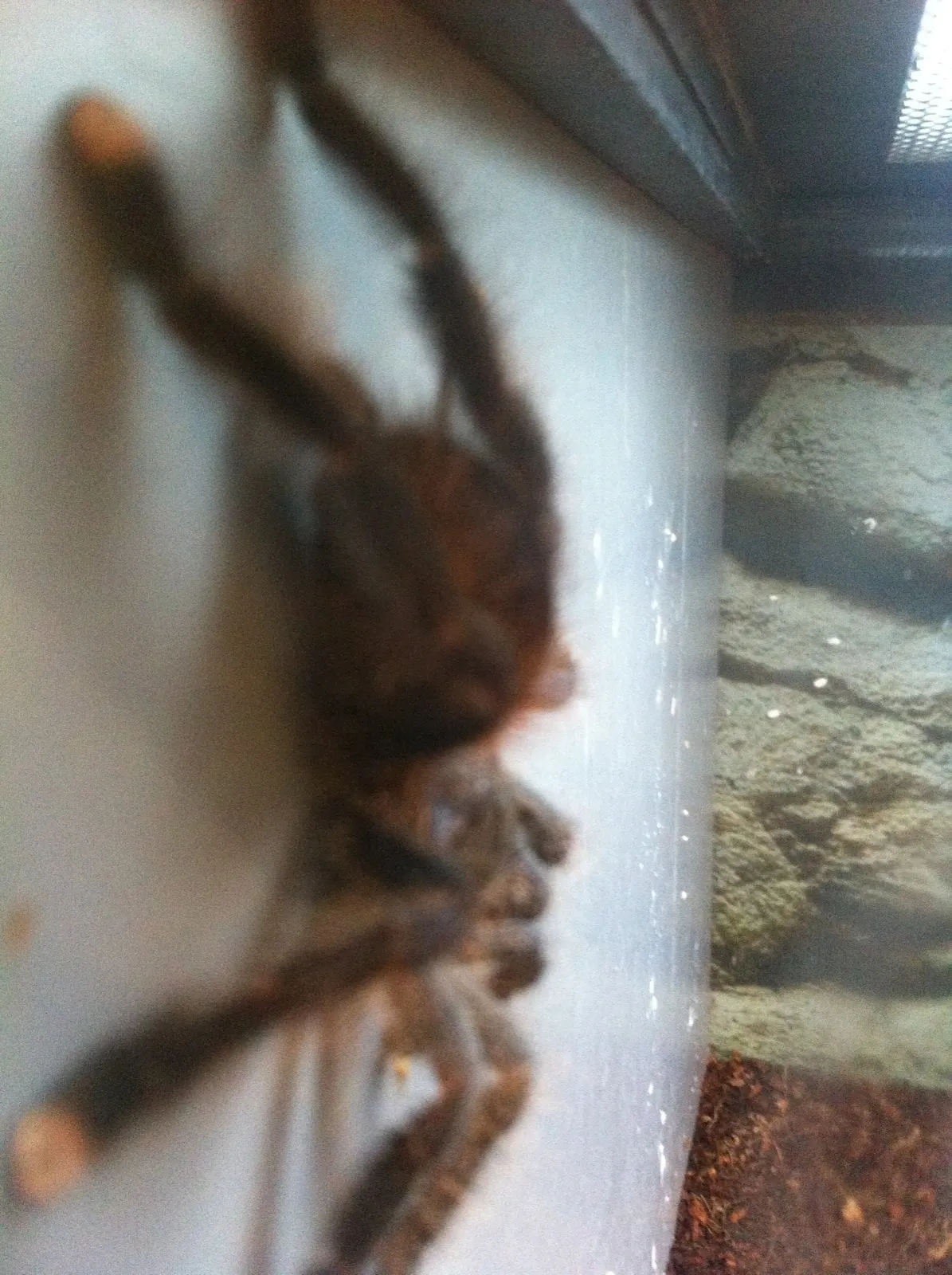 22517 tarantula hut brands