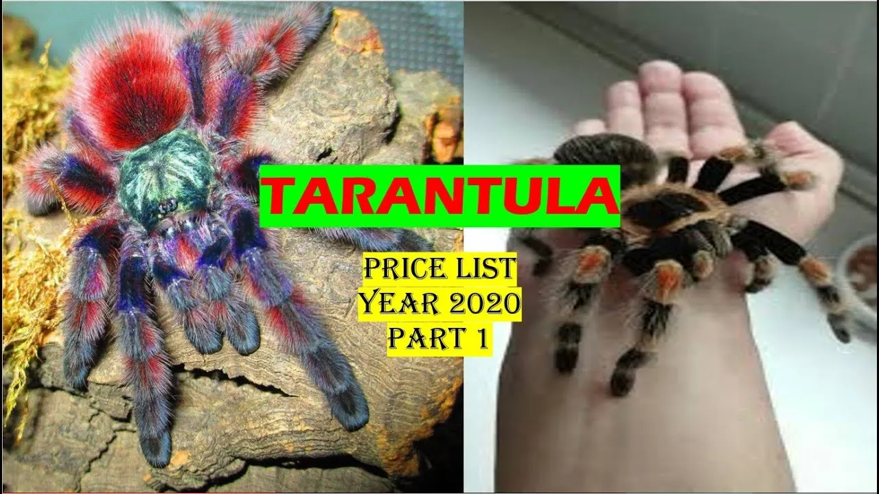 22517 tarantula hut materials