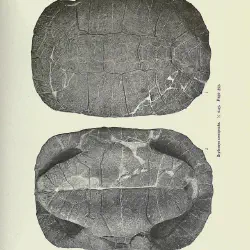 /img/22518-comparative-fossil.webp