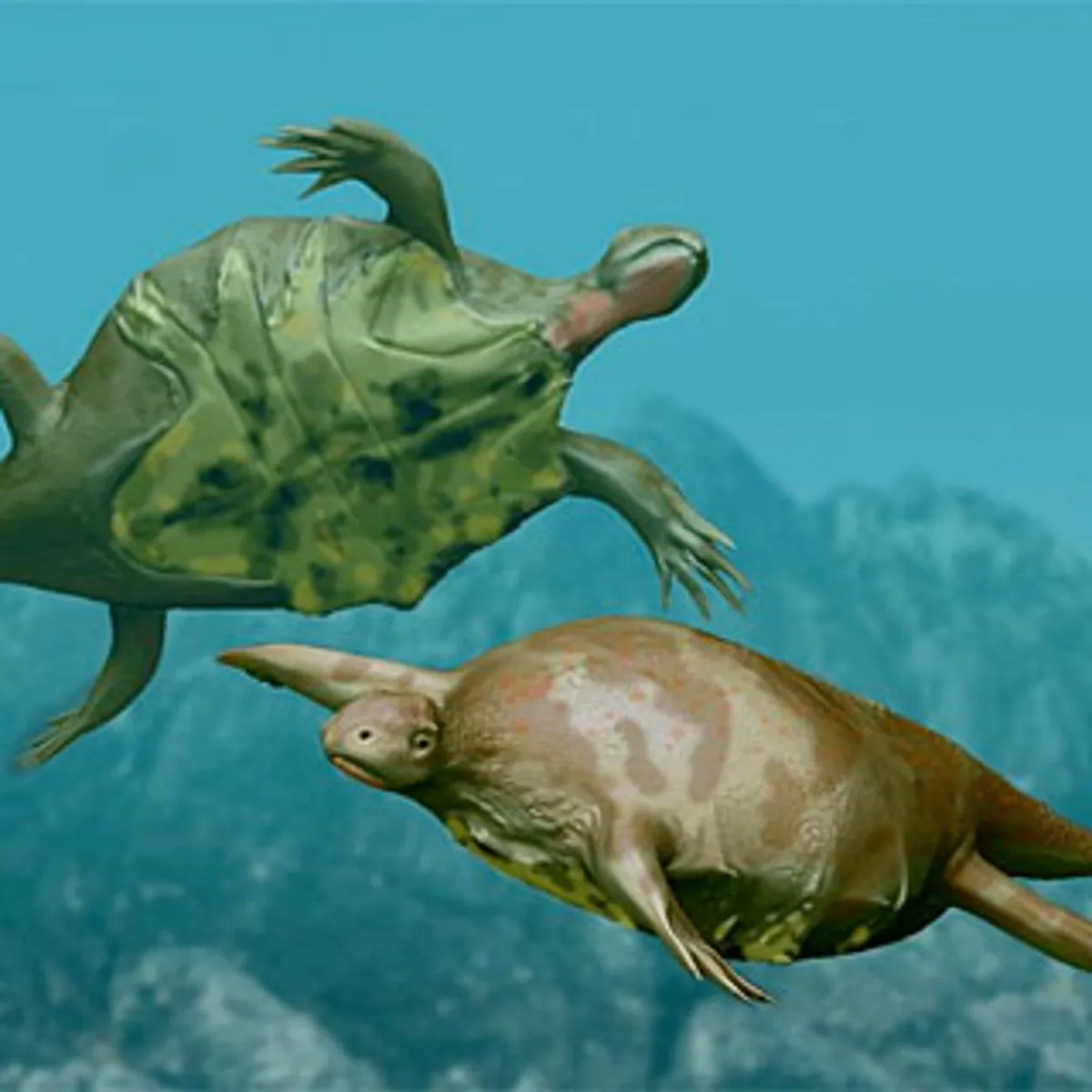 22518 turtle skeleton