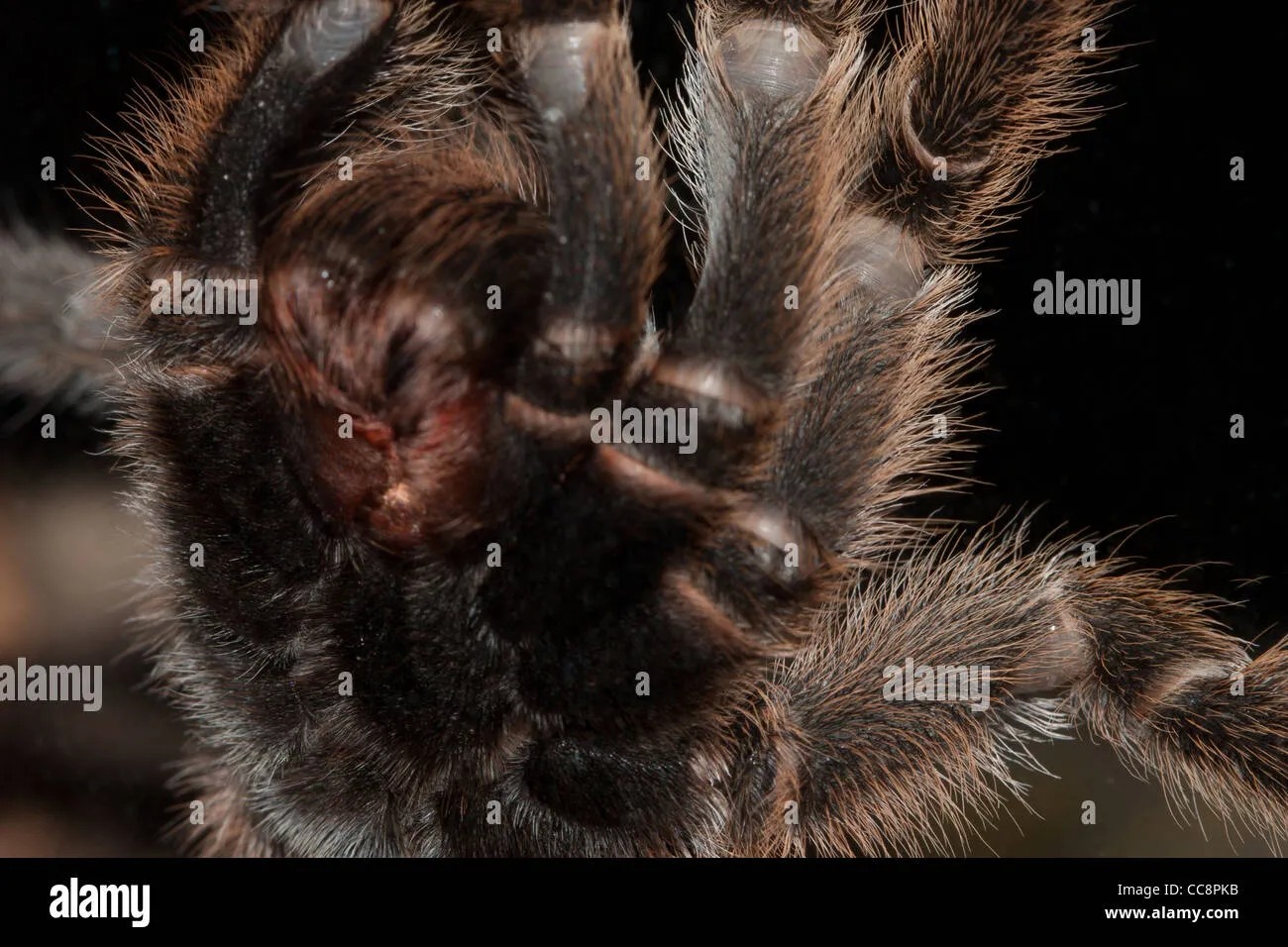 /img/22521-chile-pink-burst-tarantula-conservation.webp