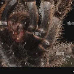 /img/22521-chile-pink-burst-tarantula-conservation.webp