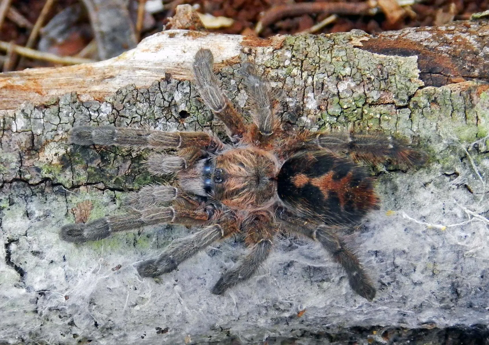 22521 chile pink burst tarantula eggs