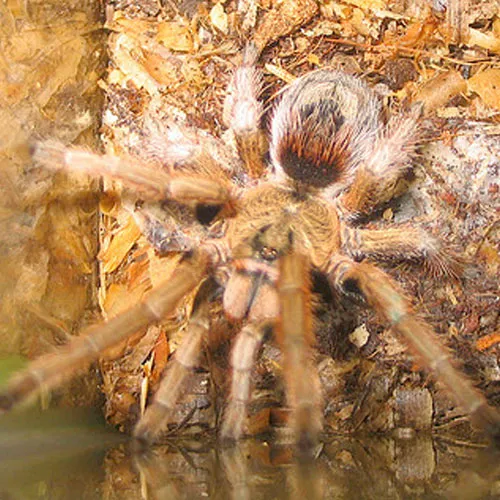 22521 chile pink burst tarantula feeding