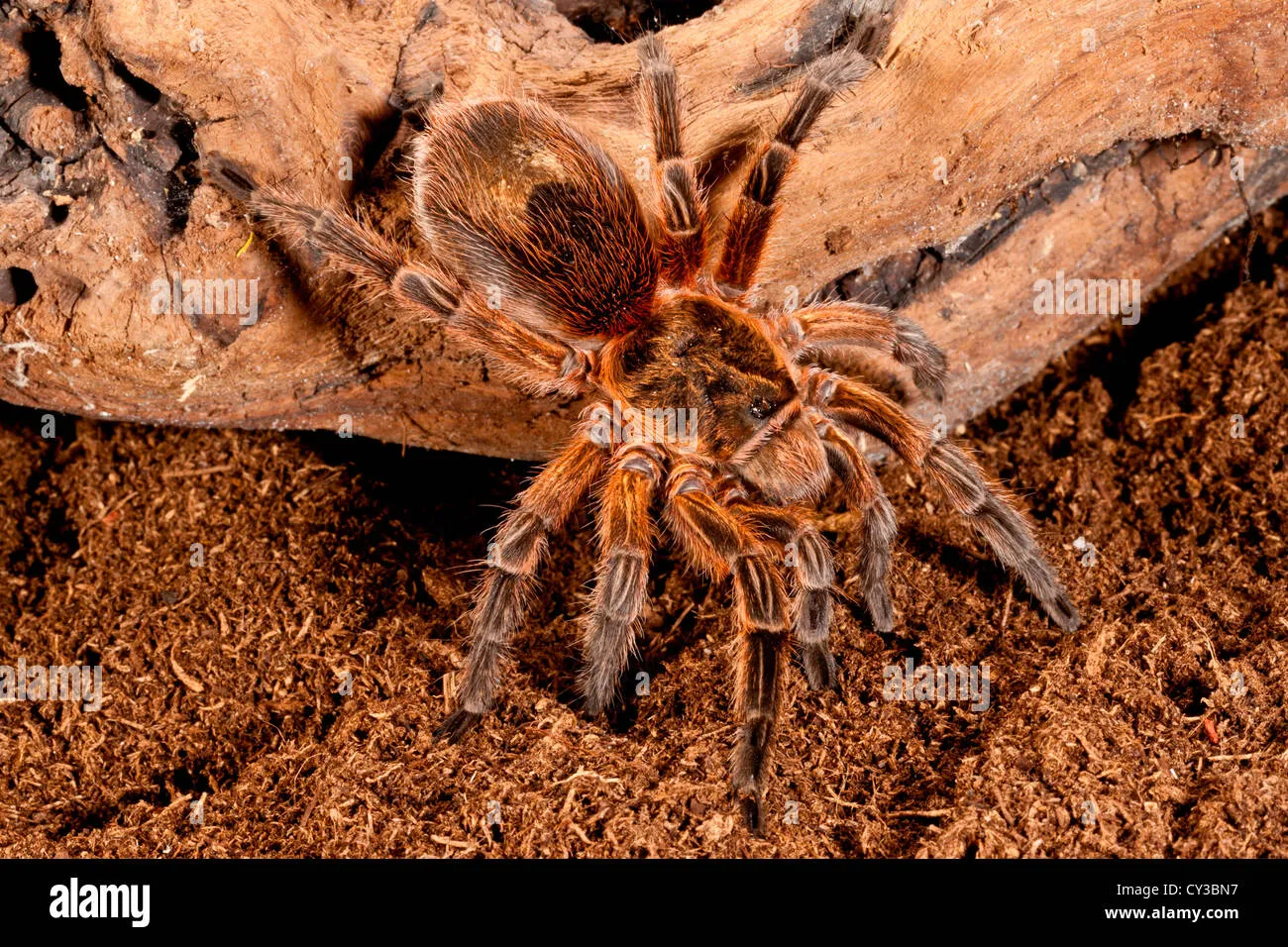 22521 chile pink burst tarantula habitat