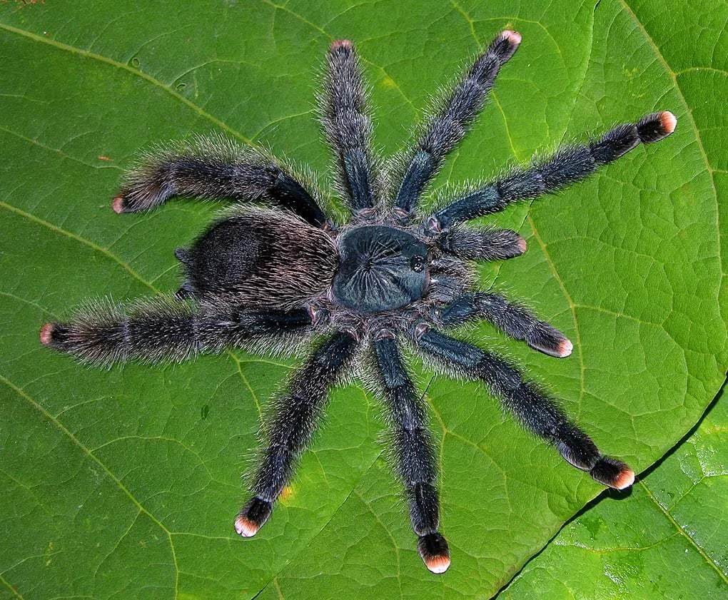 22521 chile pink burst tarantula molting