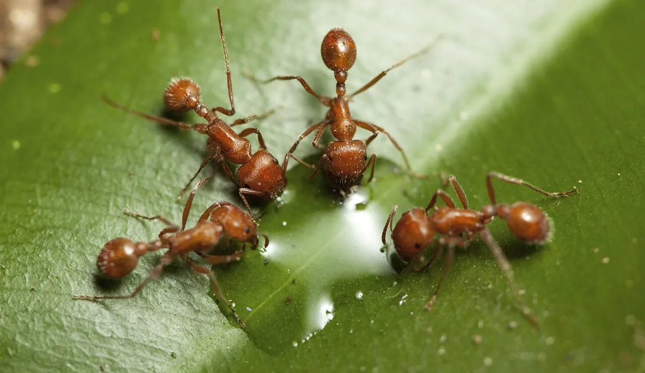 22522 fire ant sting