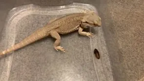 22523 giant tarantula