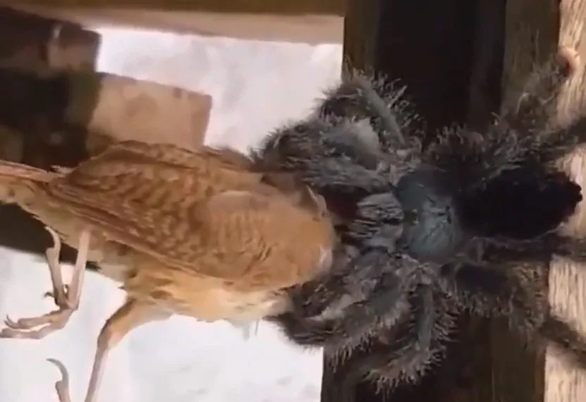 22524 eagle hunting tarantula