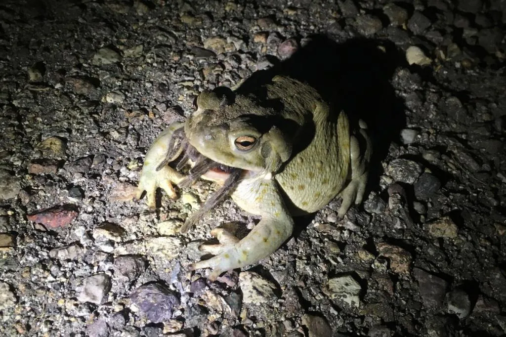 22524 mammal tarantula