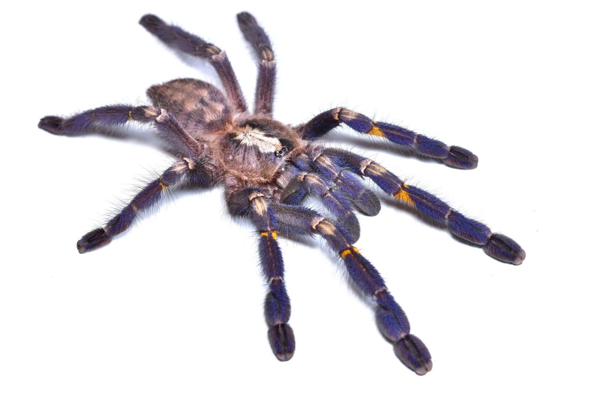 /img/22525-gooty-tarantula-substrate.webp
