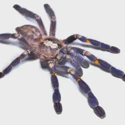 /img/22525-gooty-tarantula-substrate.webp