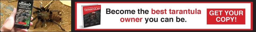 22526 bald spot tarantula