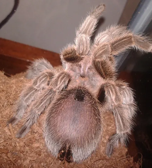 22526 darkening tarantula abdomen