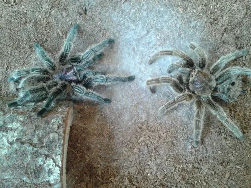 /img/22526-freshly-molted-tarantula.webp