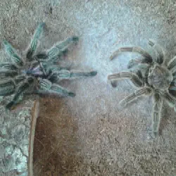 /img/22526-freshly-molted-tarantula.webp