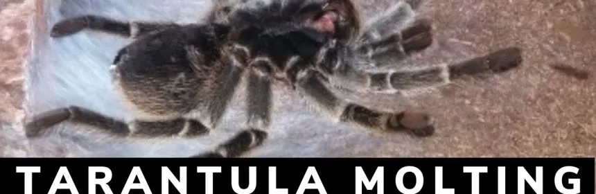 22526 hiding tarantula