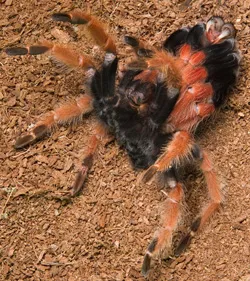 22526 tarantula molting process
