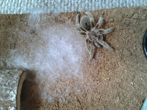 22526 tarantula refusing food