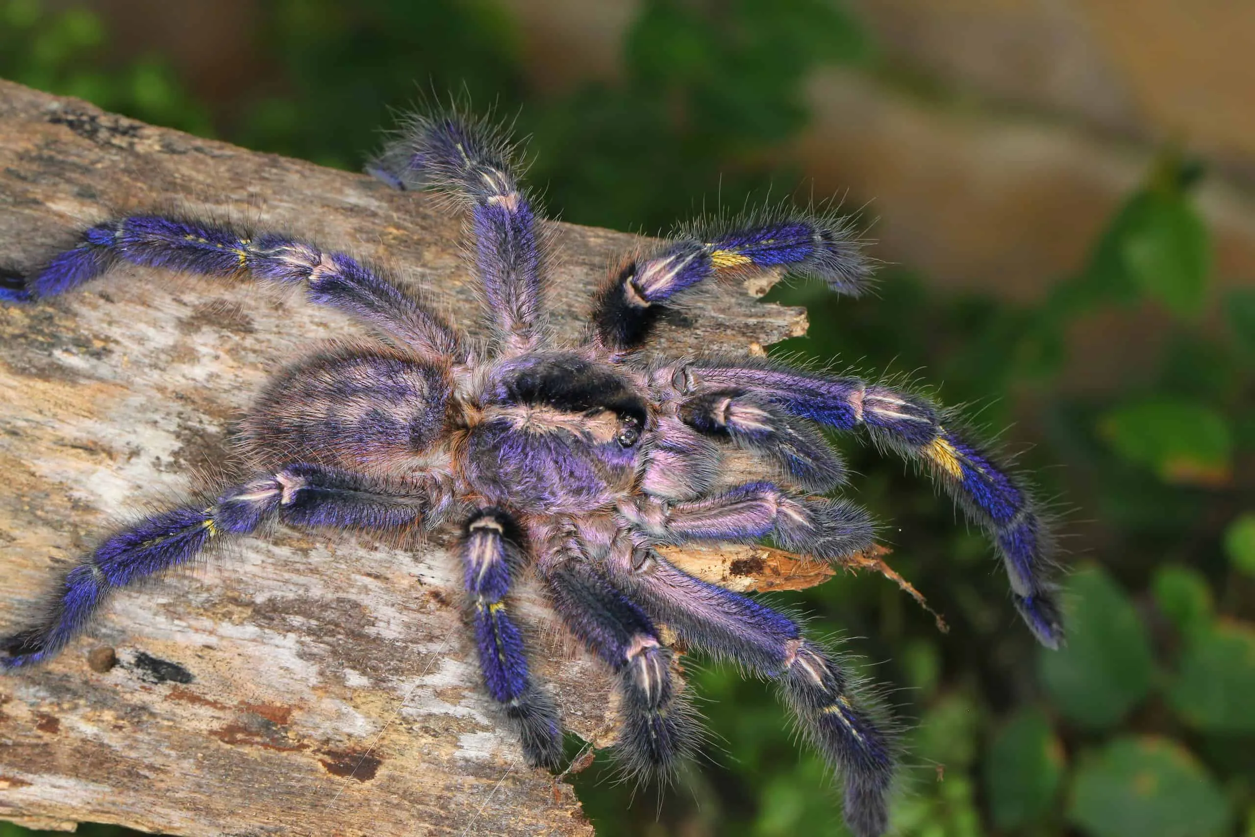 22527 tarantula behavior