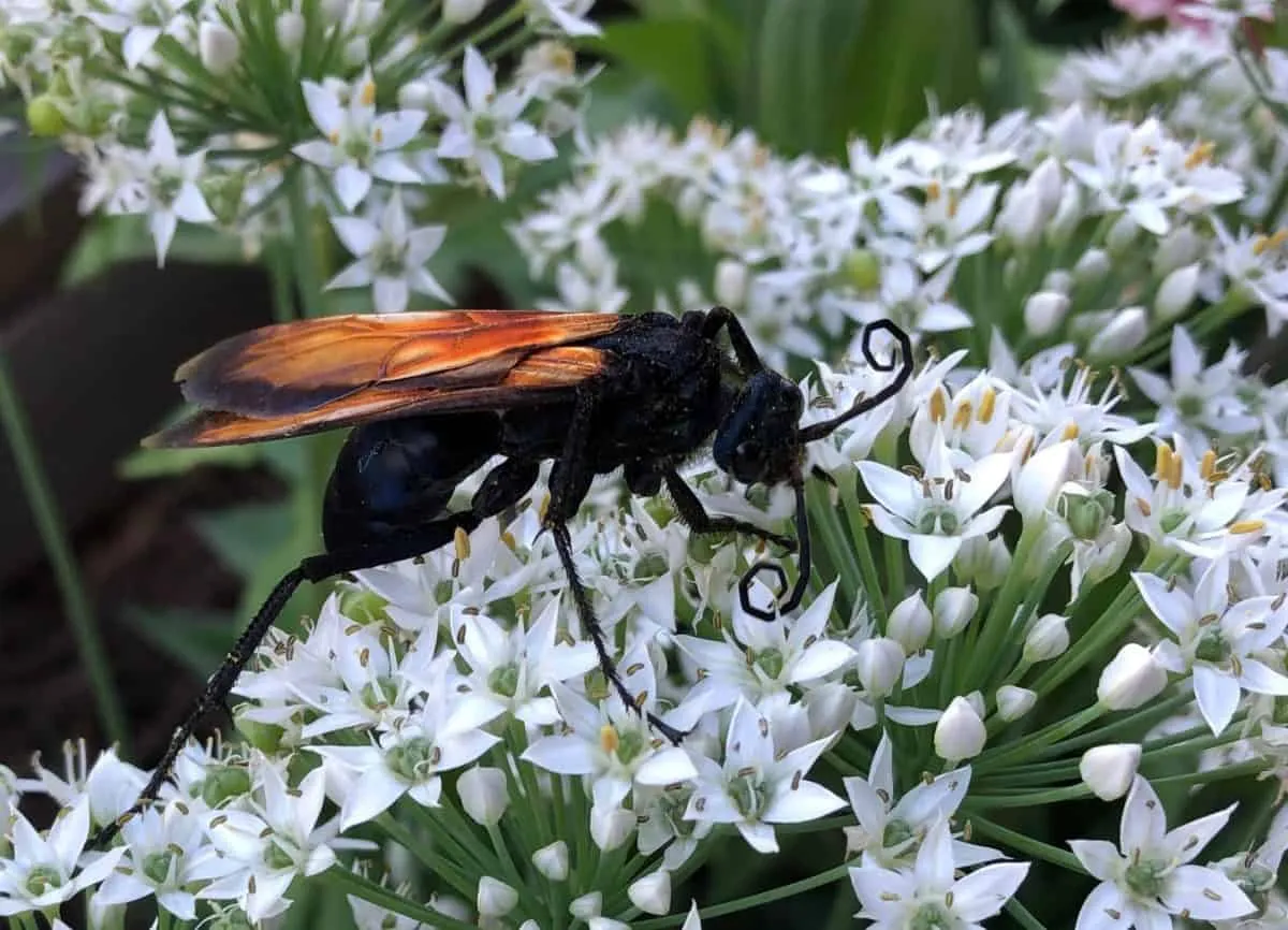 22527 tarantula diet