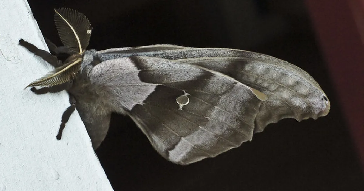 22527 tarantula size comparison