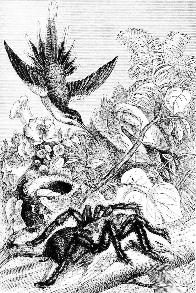 22528 tarantula eating bird