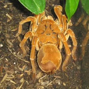 22528 tarantula feeding environment