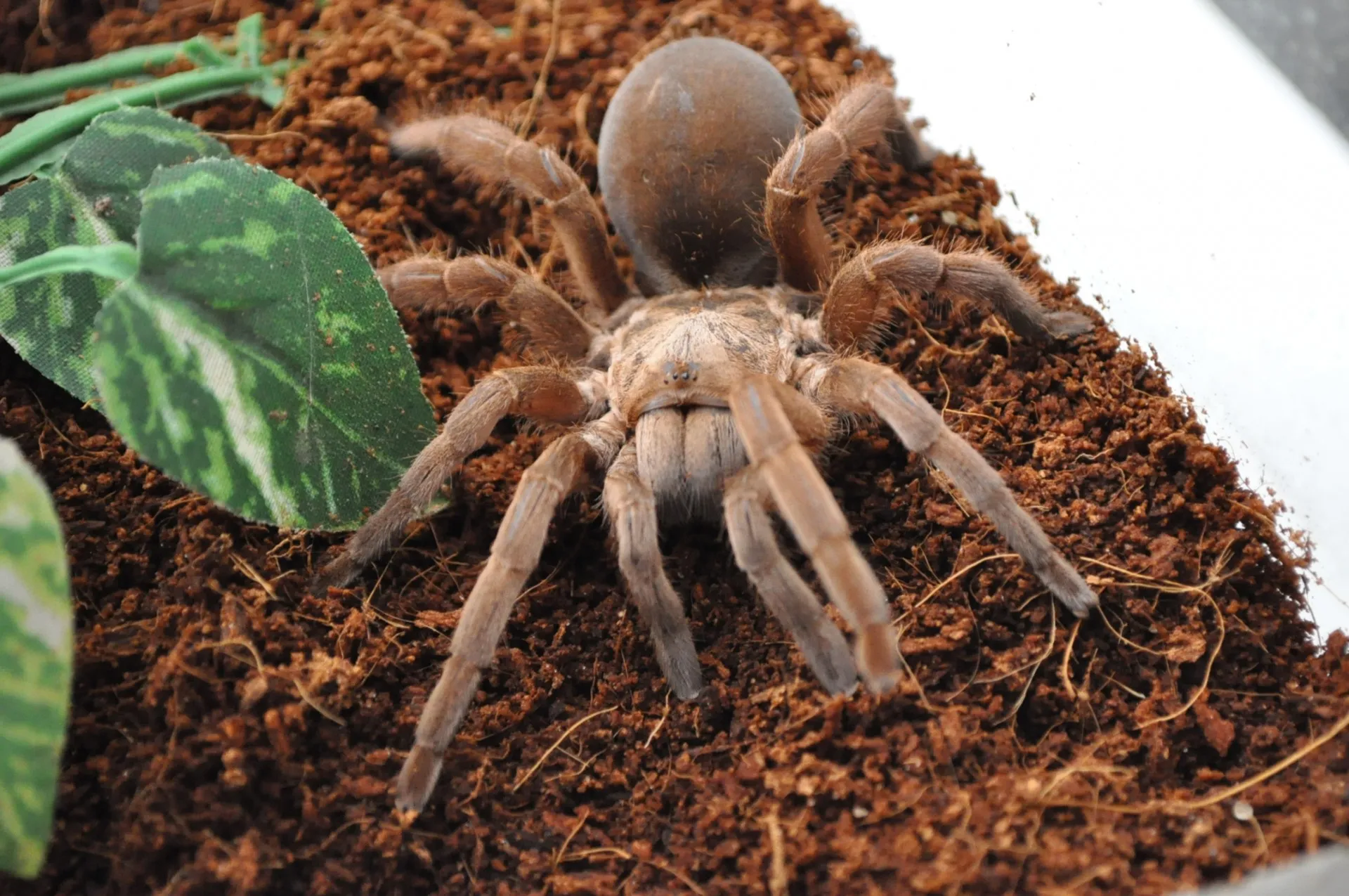 /img/22528-tarantula-feeding-safety.webp
