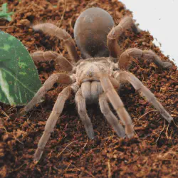 /img/22528-tarantula-feeding-safety.webp