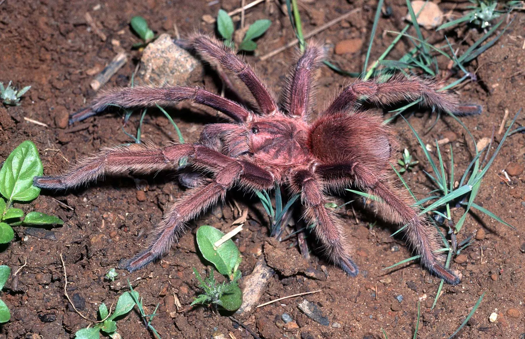 22531 st lucia tarantula close up