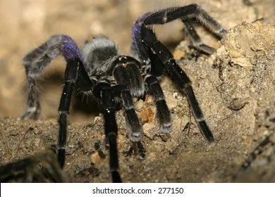 22531 st lucia tarantula conservation