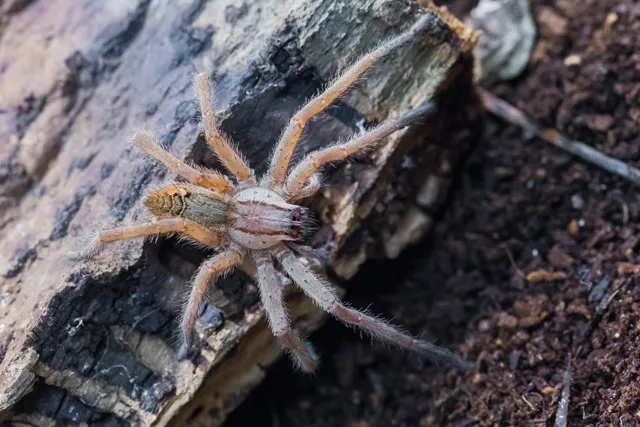 22531 st lucia tarantula feeding