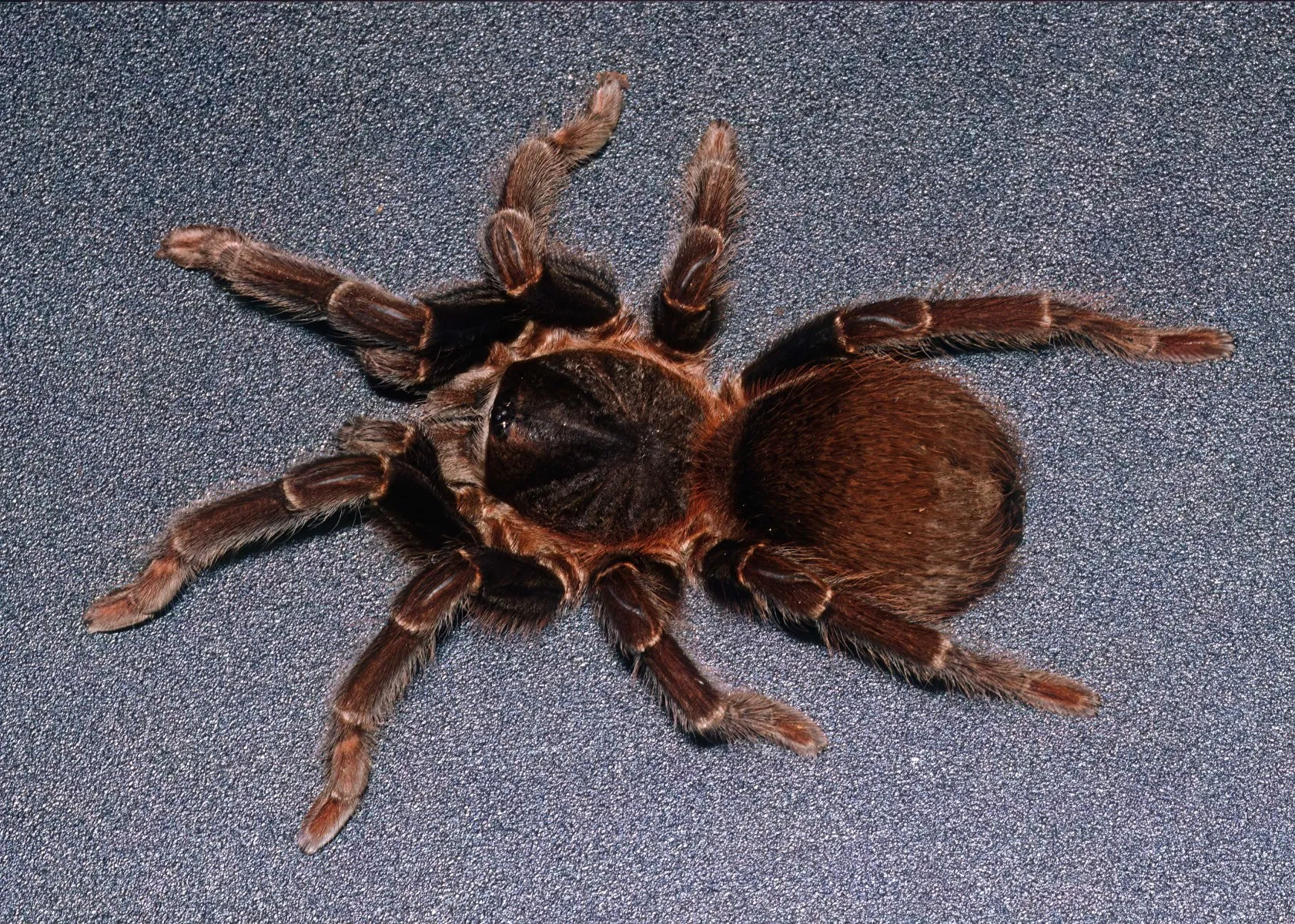 22531 st lucia tarantula habitat