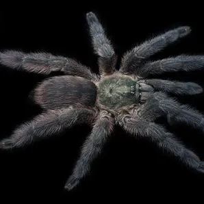 /img/22531-st-lucia-tarantula-impact.webp