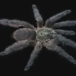 /img/22531-st-lucia-tarantula-impact.webp