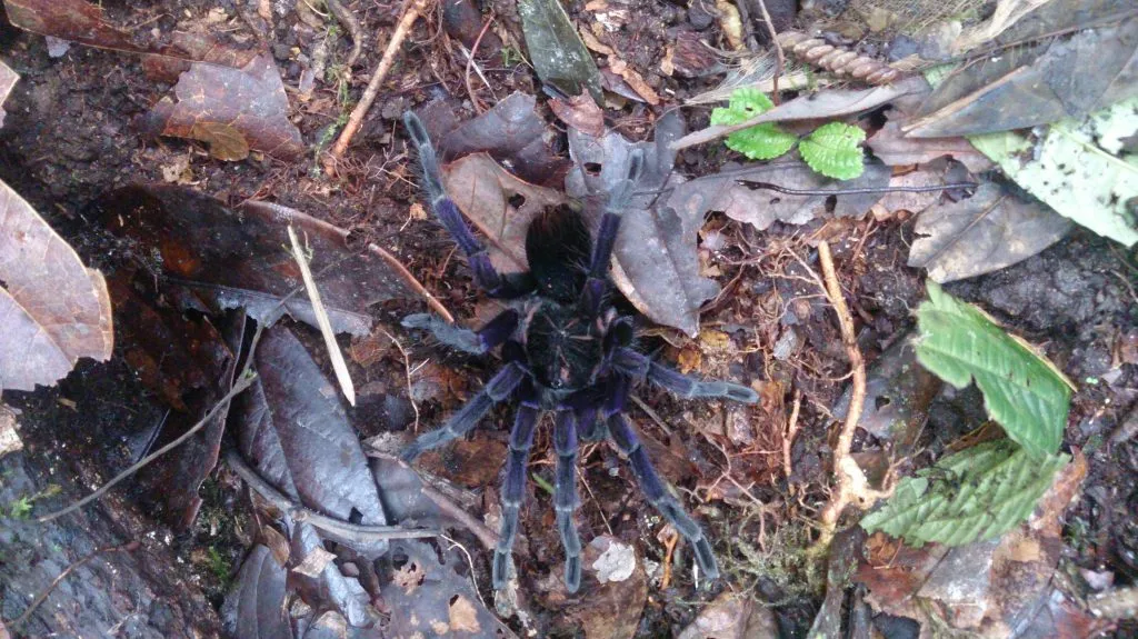 22531 st lucia tarantula mating