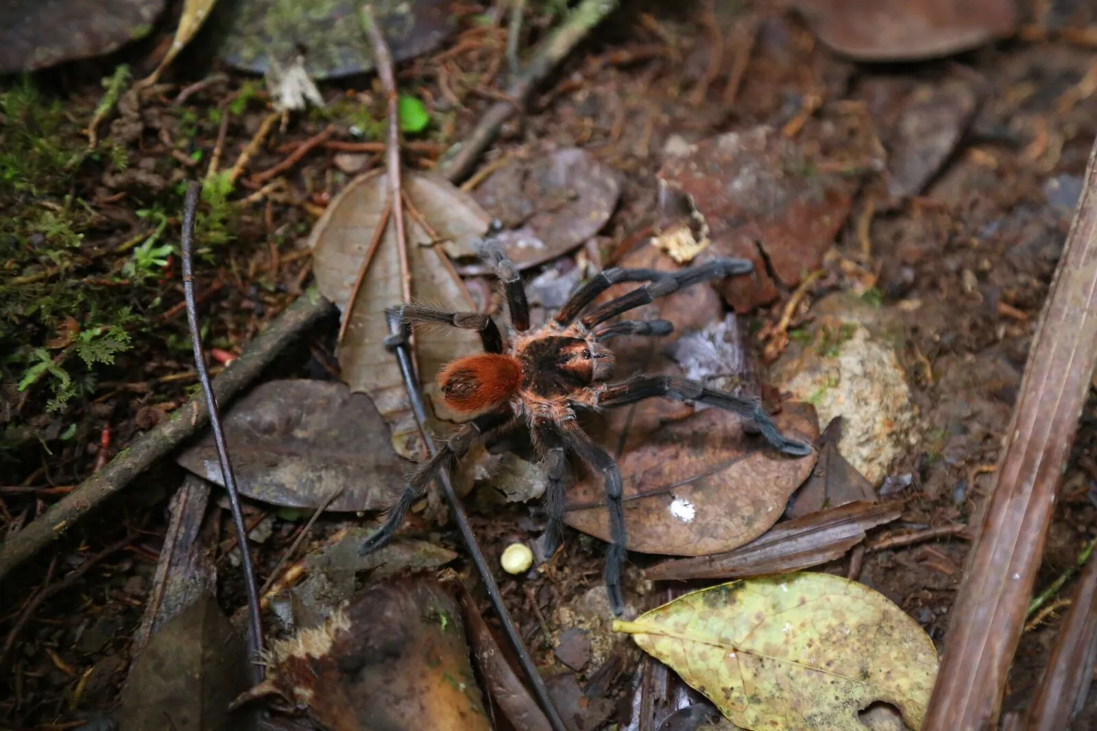 22531 st lucia tarantula spiderlings