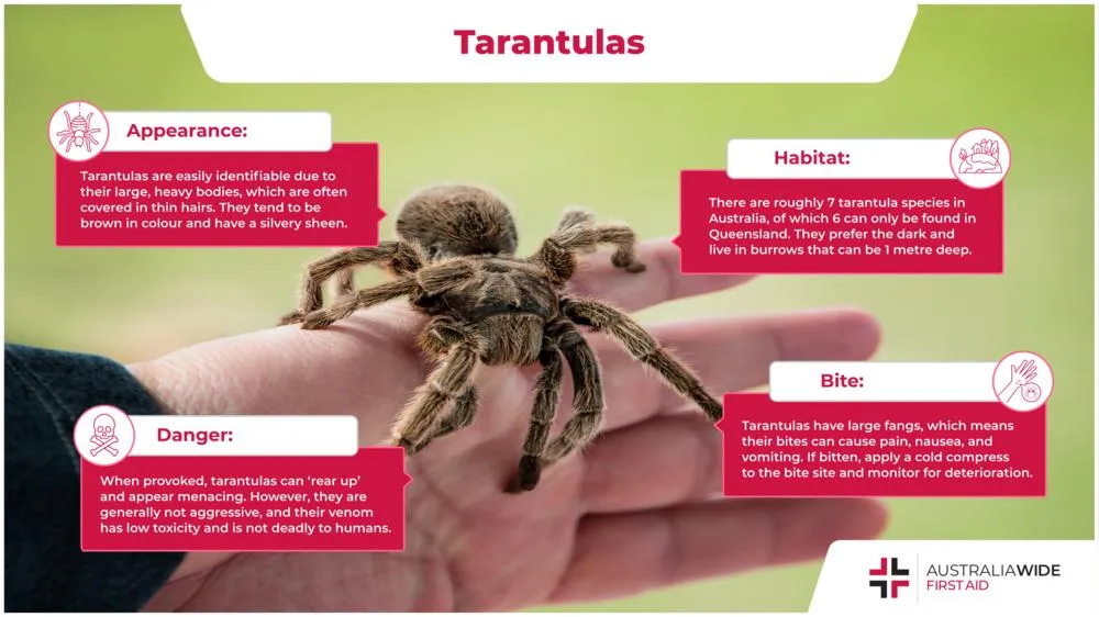 22532 tarantula choosing