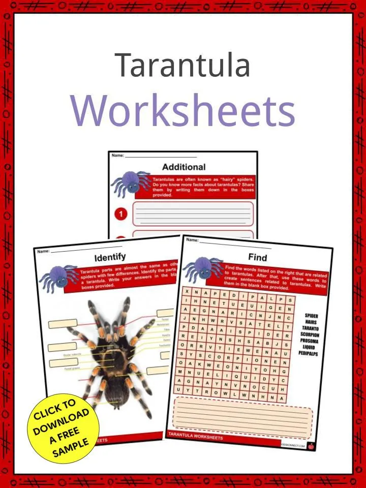 22532 tarantula feeding