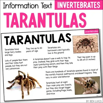22532 tarantula handling