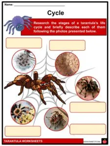 22532 tarantula health