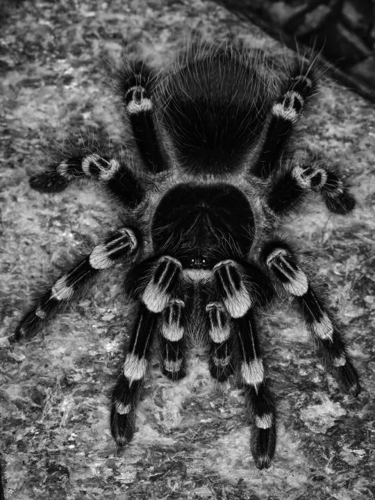 22533 feeding brazilian white knee tarantula