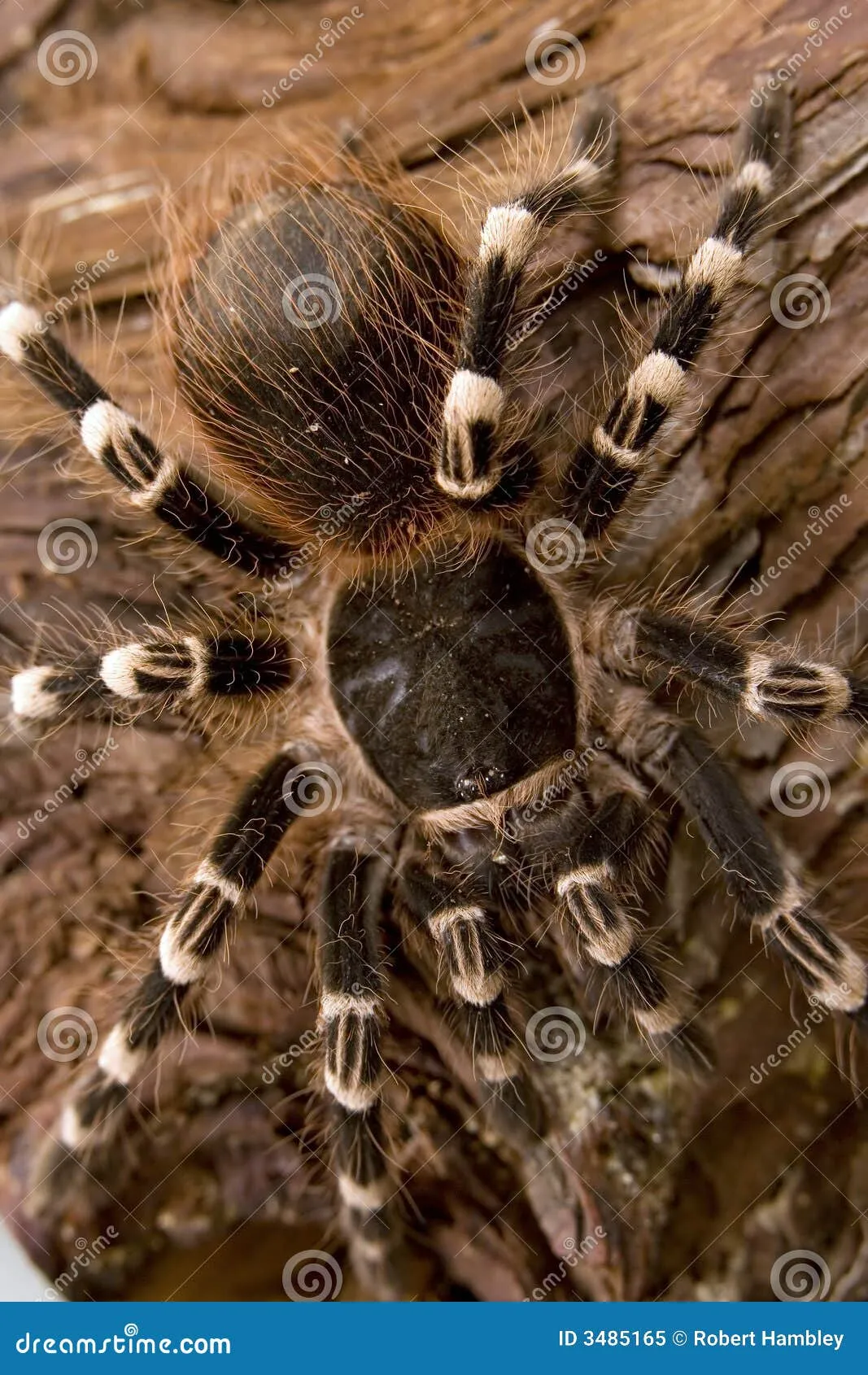 /img/22533-healthy-growing-tarantula.webp
