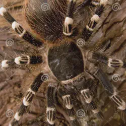 /img/22533-healthy-growing-tarantula.webp